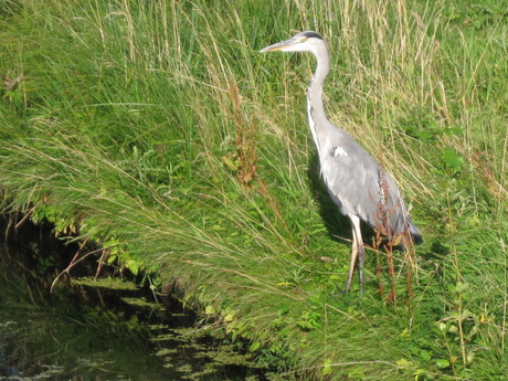 Spiedend naar een lekker hapje