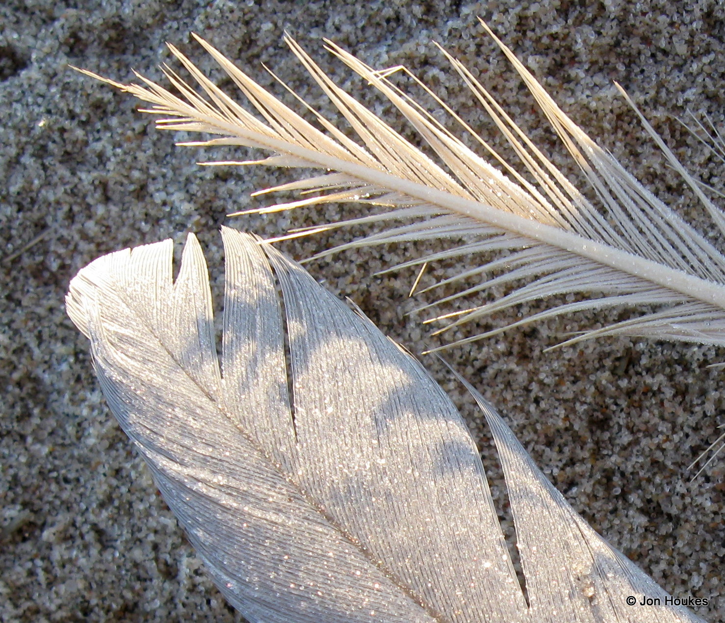 Two feathers